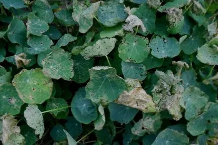 plantare și îngrijire Nasturtium