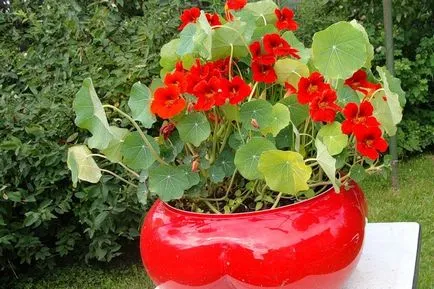 plantare și îngrijire Nasturtium