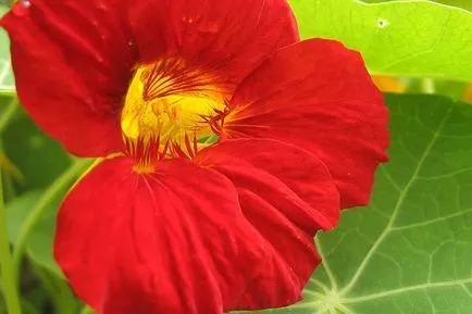 plantare și îngrijire Nasturtium