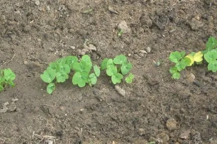 plantare și îngrijire Nasturtium