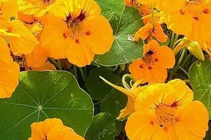 plantare și îngrijire Nasturtium