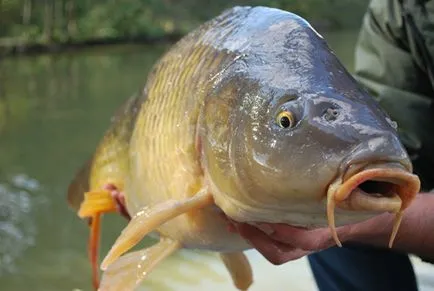 Ce bine Peck crap momeli pentru crap pe tava de alimentare, boilies, video pâine Ce bine Peck crap momeli pentru crap pe tava de alimentare, boilies, video pâine