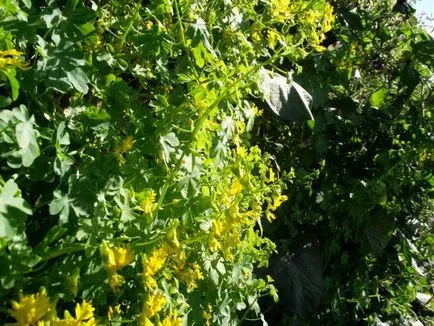 Nasturtium în creștere din semințe atunci când plantare, cum să planteze Nasturtium în creștere din semințe atunci când plantare, cum să planteze