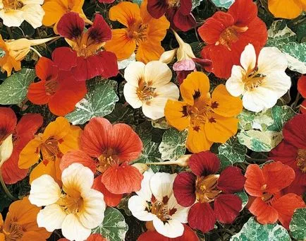 Nasturtium - în creștere din semințe