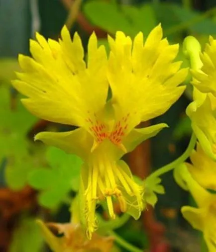Nasturtium în creștere din semințe atunci când plantare, cum să planteze (plantă) Nasturtium în creștere din semințe atunci când plantare, cum să planteze