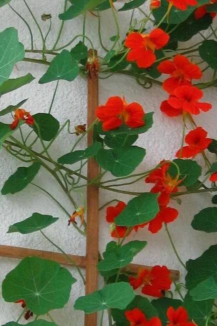 plantare și îngrijire Nasturtium