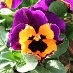Nasturtium în creștere din semințe, plantare, zi, rezident vara (Nasturtium) Nasturtium în creștere din semințe, de plantare, zi, rezident de vară