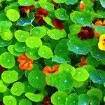 Nasturtium în creștere din semințe, plantare, zi, rezident vara (plantare) Nasturtium în creștere din semințe, de plantare, zi, rezident de vară