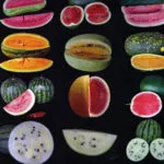 Tabel Lipsa bateriilor în tomate de referință - cabana