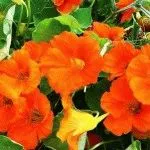 Nasturtium în creștere din semințe, plantare, zi, rezident vara (plantare) Nasturtium în creștere din semințe, de plantare, zi, rezident de vară