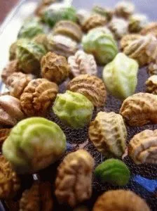 Nasturtium în creștere din semințe, plantare, zi, rezident vara (plantare) Nasturtium în creștere din semințe, de plantare, zi, rezident de vară