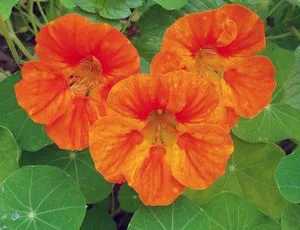 Nasturtium - cultivarea semințelor, de plantare și îngrijire în câmp deschis (îngrijire) Nasturtium - tot mai mare de semințe, de plantare și îngrijire în câmp deschis