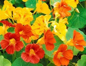 Nasturtium - cultivarea semințelor, plantarea și îngrijirea într-un teren deschis (aterizare) Nasturtium - tot mai mare de semințe, de plantare și îngrijire în câmp deschis