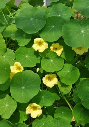Nasturtium în creștere din semințe atunci când plantare răsaduri, cum să se uite și extins (în creștere) Nasturtium în creștere din semințe atunci când plantarea răsaduri, cum să se uite și extins