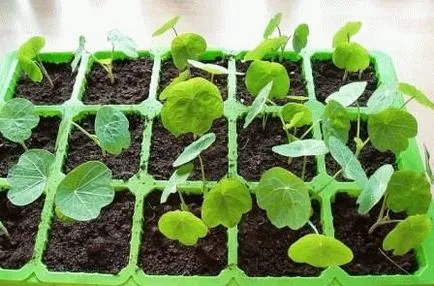 Nasturtium în creștere din semințe, plantare, zi, rezident vara (plantare) Nasturtium în creștere din semințe, de plantare, zi, rezident de vară
