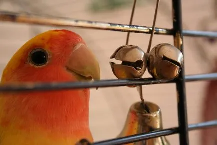 Lovebirds - portal despre papagali