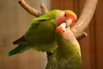 Lovebirds - portal despre papagali