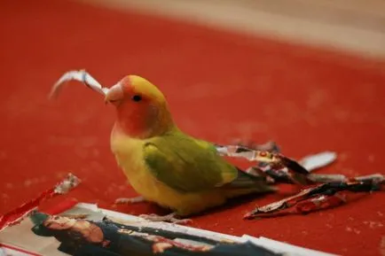 Lovebirds - portal despre papagali
