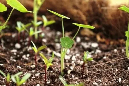 Nasturtium în creștere din semințe, plantare, zi, rezident vara (plantare) Nasturtium în creștere din semințe, de plantare, zi, rezident de vară