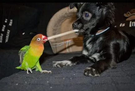 Lovebirds - portal despre papagali