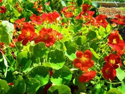 Nasturtium - cultivarea de semințe, puieți și butași, îngrijire (călțunaș) Nasturtium - tot mai mare de semințe, răsaduri și butași, îngrijirea