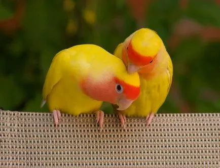 Lovebirds - portal despre papagali