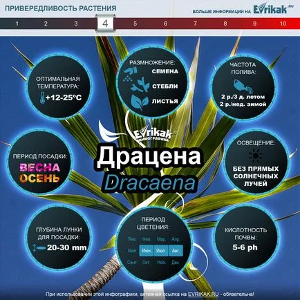 Cum să crească Dracaena Cum să crească Dracaena