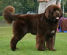 Newfoundland (rasa de câine)