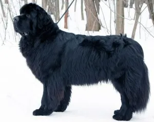 Newfoundland (câine) - o descriere, poze, pret de îngrijire catelus, „da laba“