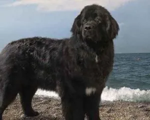 Terra Nova - câine rasa scafandru citi descrierea, caracterizarea, uite - viața mea