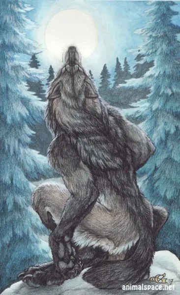 Vârcolacii - stiri despre animale, animale rare și animale mitice