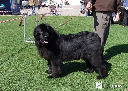 Newfoundland descriere câine rasa, pret îmblânzirea (câine) Newfoundland descriere câine rasa, pret îmblânzire