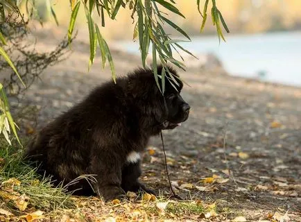 Newfoundland (scafandru) rase descriere câini, selecție cățeluș și prețuri (descriere) Newfoundland (scafandru) o descriere a rase de câini, selecție cățeluș și prețuri