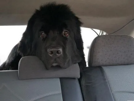 Newfoundland (scafandru) o descriere a rase de câini, selecție catelus si preturi (scafandru) Newfoundland (scafandru) o descriere a rase de câini, selecție cățeluș și prețuri