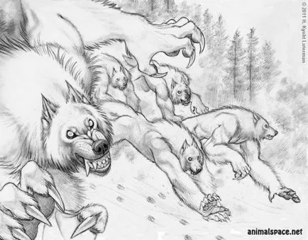 Vârcolacii - stiri despre animale, animale rare și animale mitice