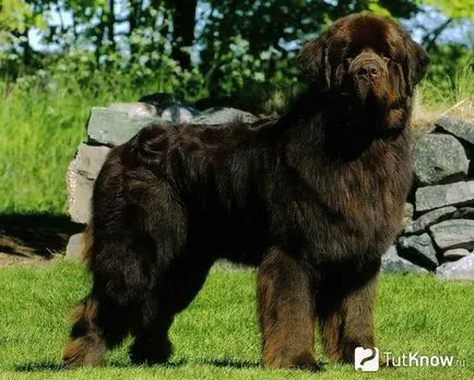 Newfoundland descriere câine rasa, pret îmblânzirea (pret) Newfoundland descriere câine rasa, pret îmblânzire