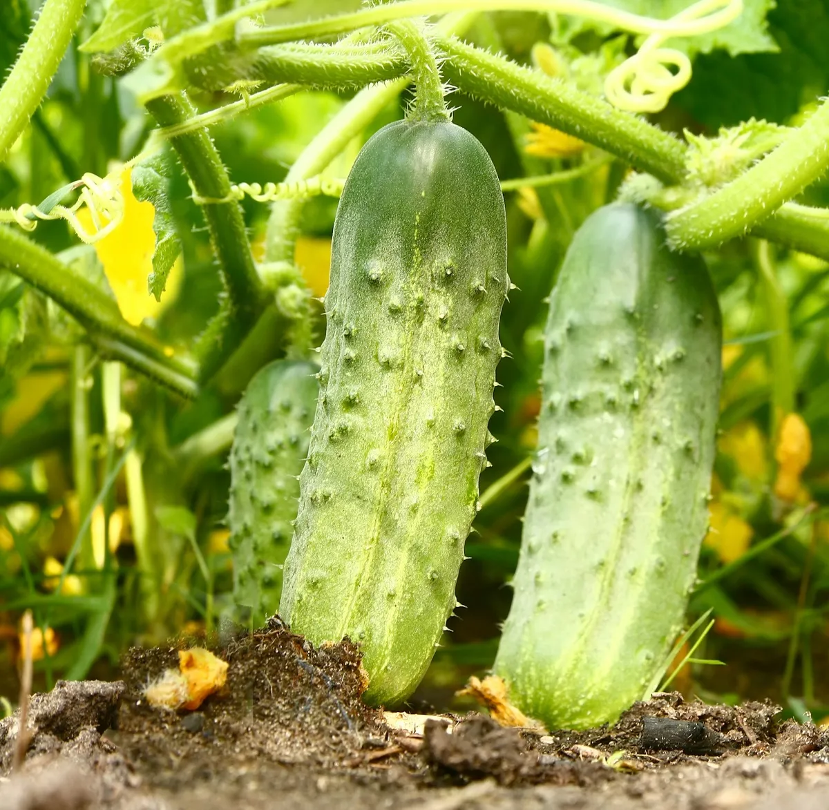 Comentarii Castravetele zhuravlenok descriere fotografie de plantare (zhuravlenok) Castravetele zhuravlenok comentarii descriere fotografie de plantare