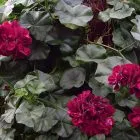 specii de Sedum, de plantare și îngrijire foto