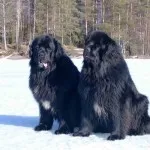 Rase de caini Diver un anumit conținut Prezentare generală și animale de companie foto (rasa) Rase de caini de ansamblu scafandru special de conținut și animale de companie fotografie