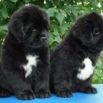 Privire de ansamblu asupra Rase de caini scafandru un anumit conținut și animale de companie foto (poze) Rase de caini de ansamblu scafandru special de conținut și animale de companie fotografie