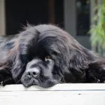 Rase de caini Diver un anumit conținut Prezentare generală și animale de companie fotografie (câini) Rase de caini de ansamblu scafandru special de conținut și animale de companie fotografie