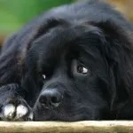 Rase de caini Diver un anumit conținut Prezentare generală și animale de companie fotografie (caini din aceasta rasa) Rase de caini de ansamblu scafandru special de conținut și animale de companie fotografie