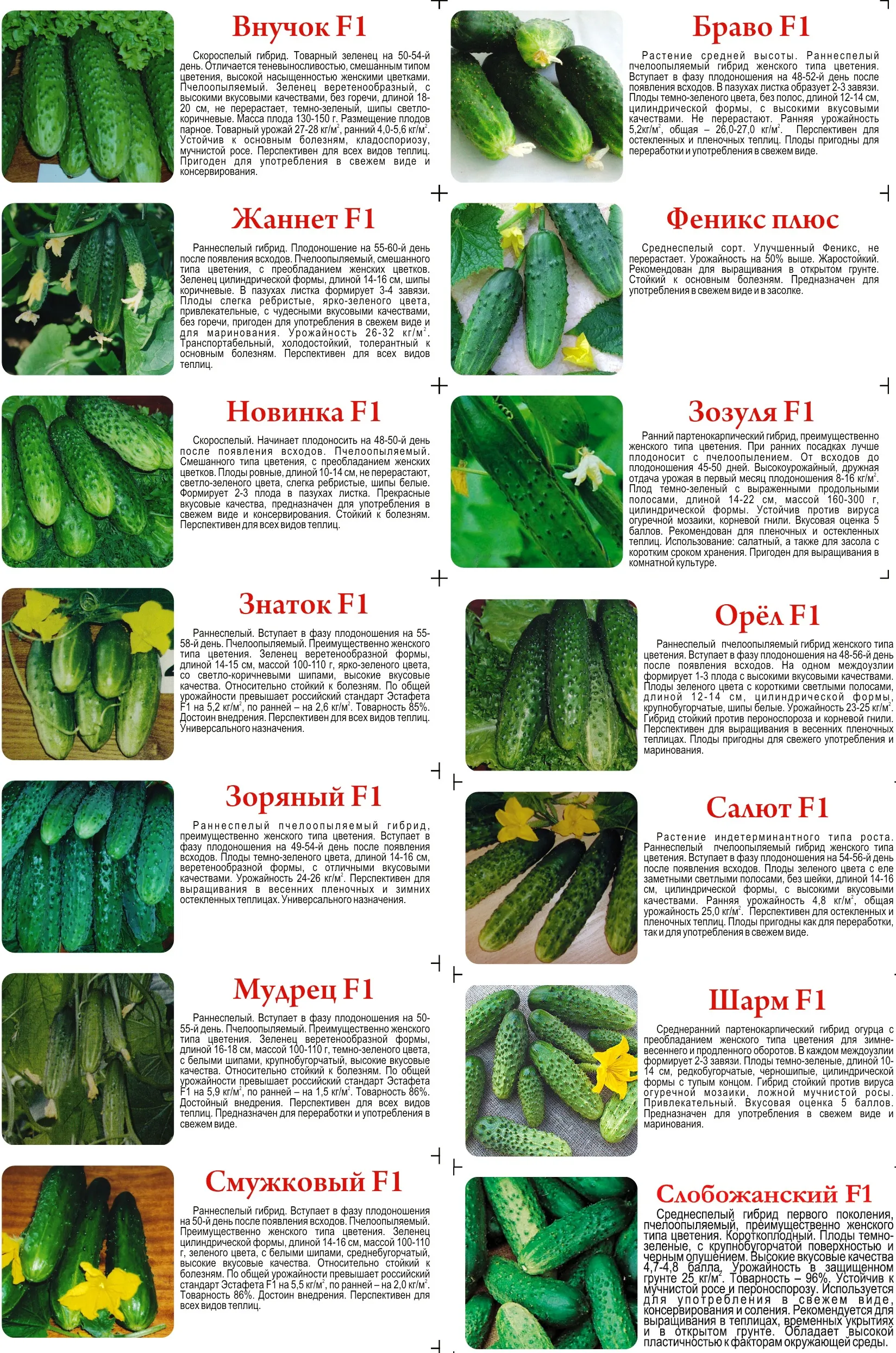 Castravetele zhuravlenok comentarii descriere fotografie de plantare (review-uri) Castravetele zhuravlenok comentarii descriere fotografie de plantare