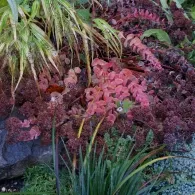 Sedum varietate de specii, fotografie, o grădină de plante
