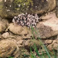 Sedum varietate de specii, fotografie, o grădină de plante