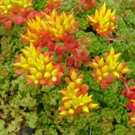 Sedum varietate de specii, fotografie, o grădină de plante