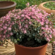 Sedum varietate de specii, fotografie, o grădină de plante