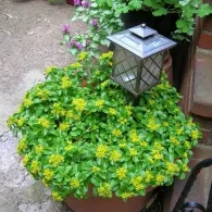 Sedum varietate de specii, fotografie, o grădină de plante