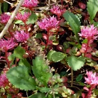 Sedum varietate de specii, fotografie, o grădină de plante