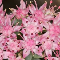 Sedum varietate de specii, fotografie, o grădină de plante